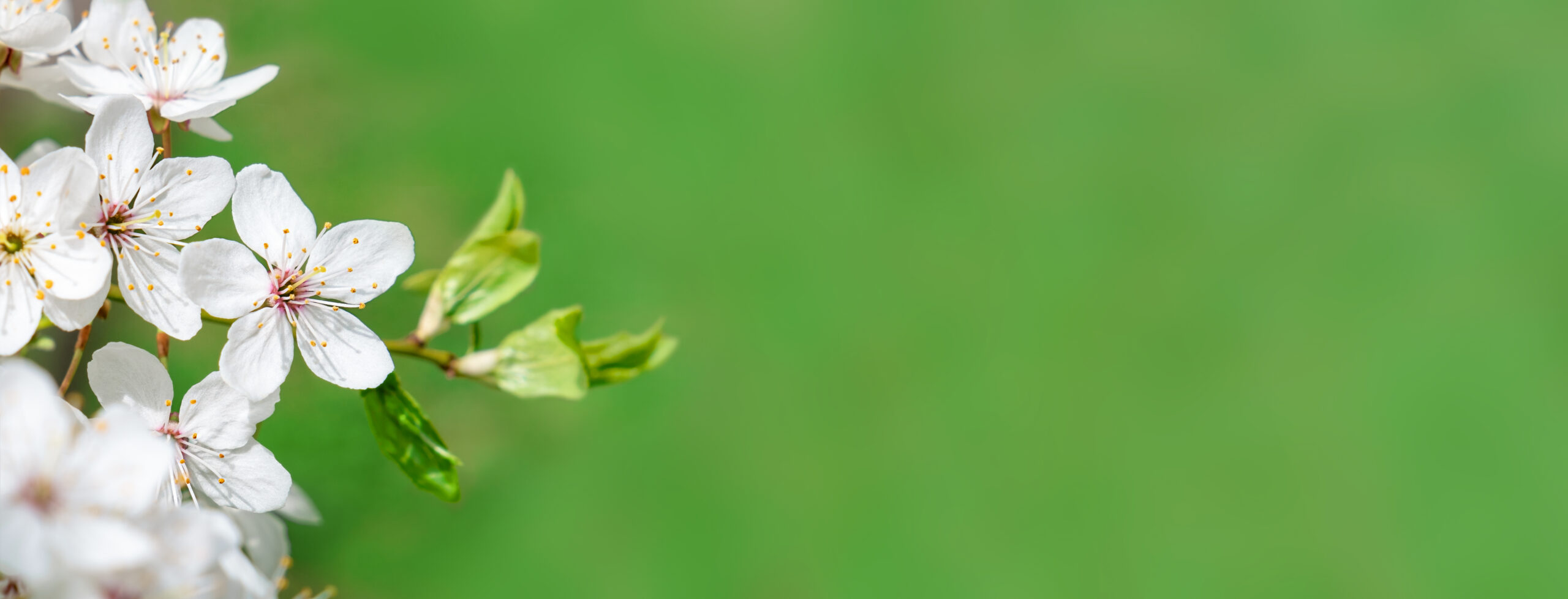 Spring into Action: 14 Innovative Fundraising Ideas to Kickstart Your Campaign